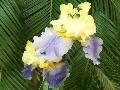 Bearded Iris / Iris x germanica